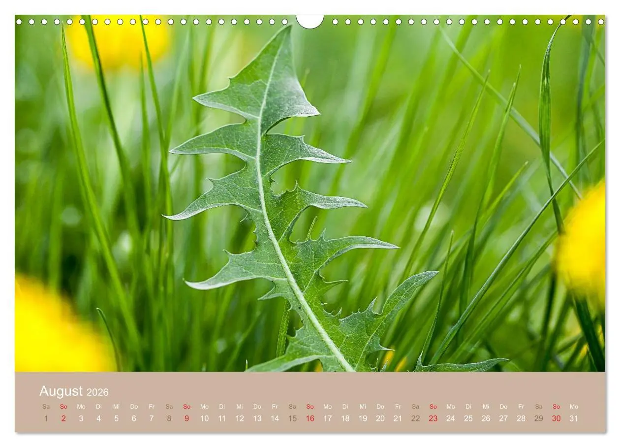 Bild: 9783516119138 | WILD, ESSBAR UND GESUND Essbare Wildpflanzen (Wandkalender 2026 DIN...