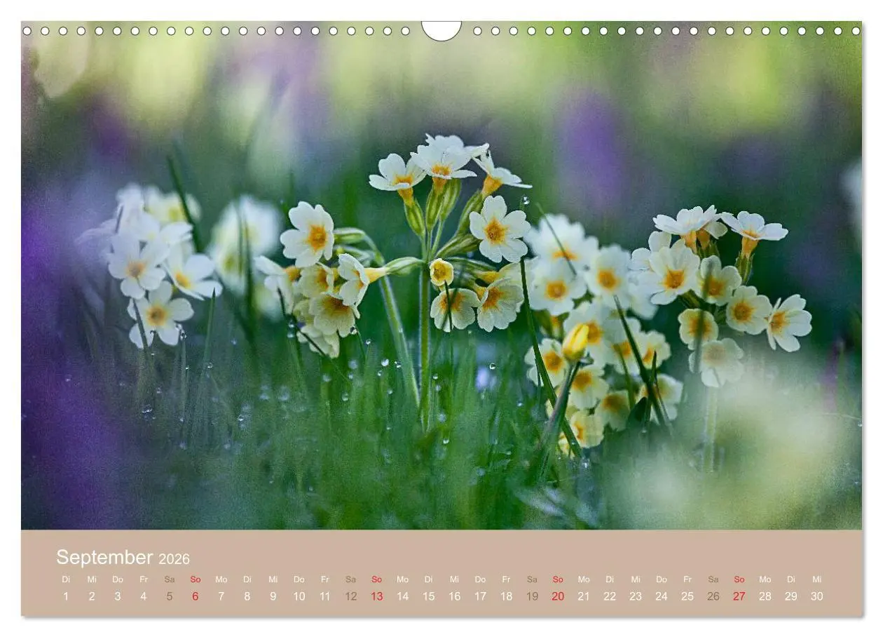Bild: 9783516119138 | WILD, ESSBAR UND GESUND Essbare Wildpflanzen (Wandkalender 2026 DIN...