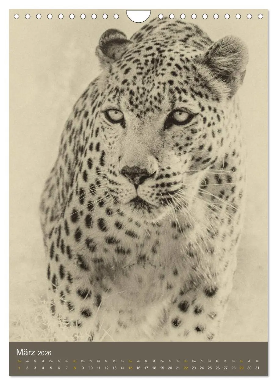 Bild: 9783516429138 | Afrikas Tierwelt - Sepia-Art (Wandkalender 2026 DIN A4 hoch),...