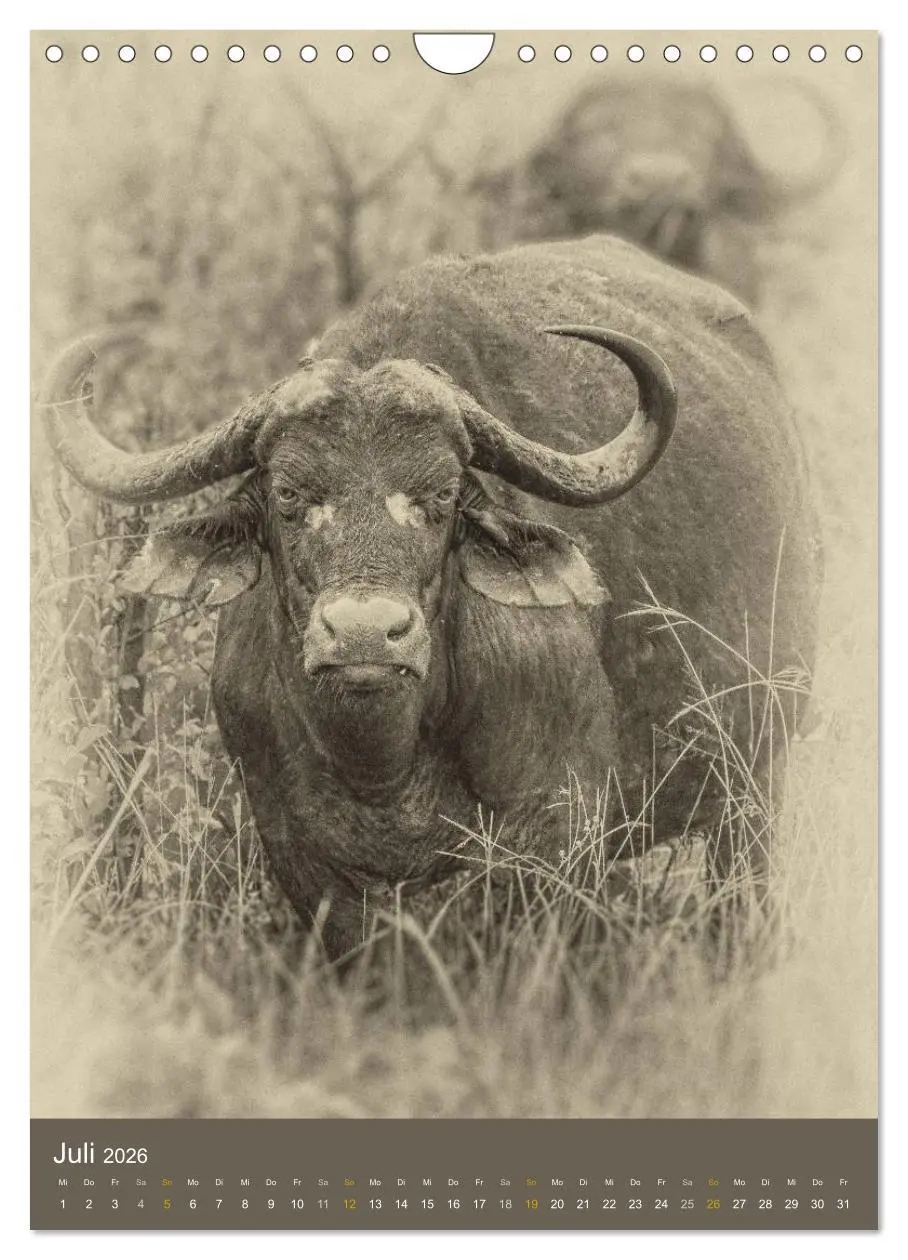 Bild: 9783516429138 | Afrikas Tierwelt - Sepia-Art (Wandkalender 2026 DIN A4 hoch),...