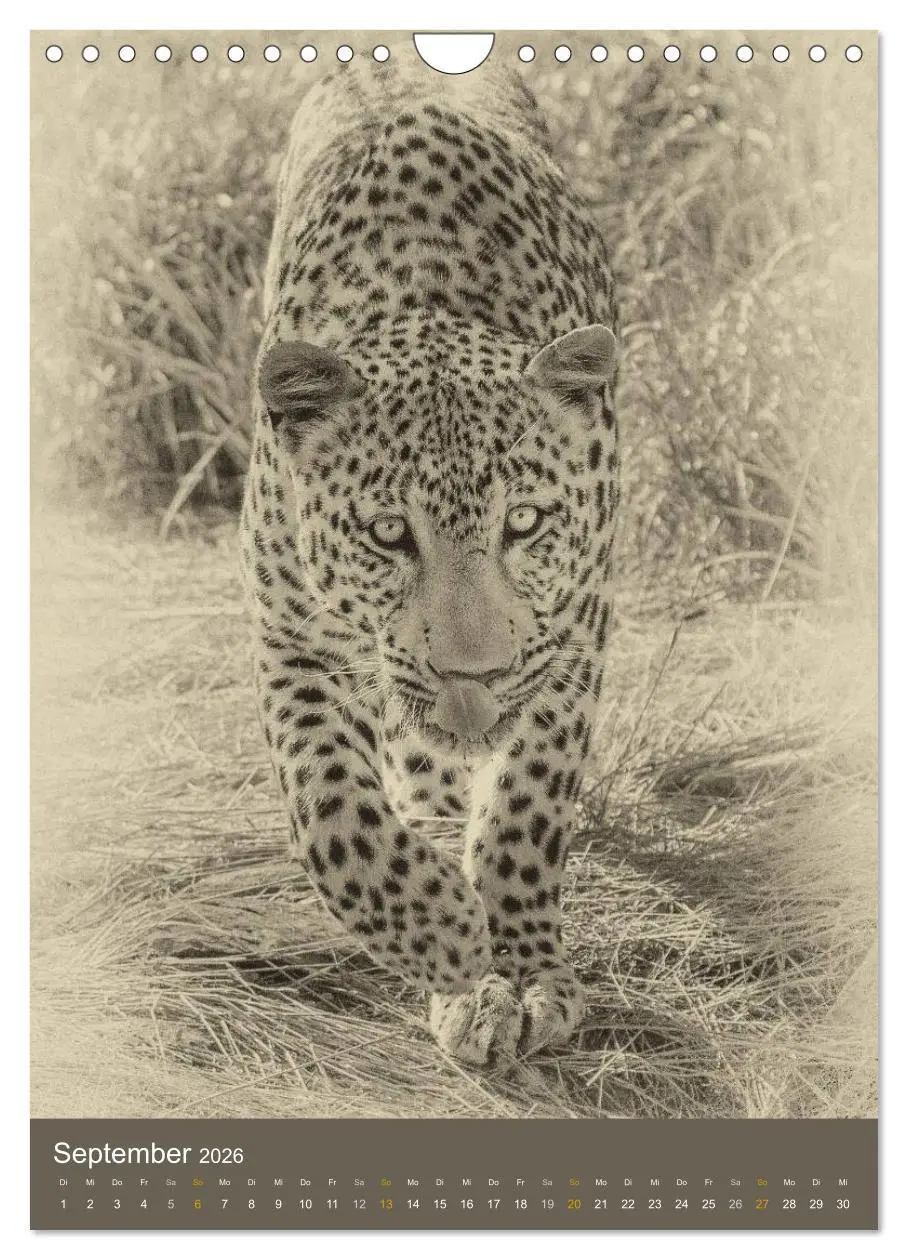 Bild: 9783516429138 | Afrikas Tierwelt - Sepia-Art (Wandkalender 2026 DIN A4 hoch),...