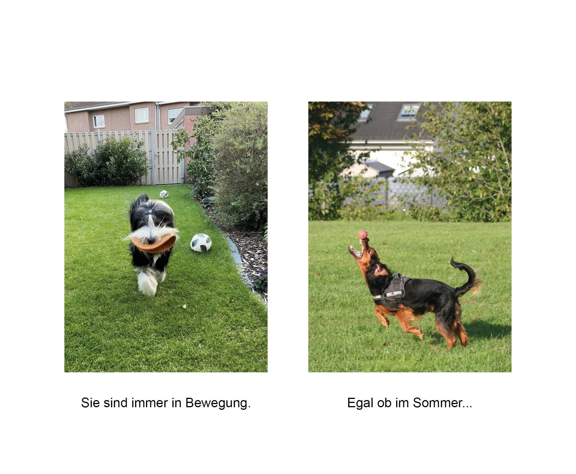 Bild: 9783832169138 | Der herabschauende Hund | 170 Hunde kommen an ihre Grenzen | Buch