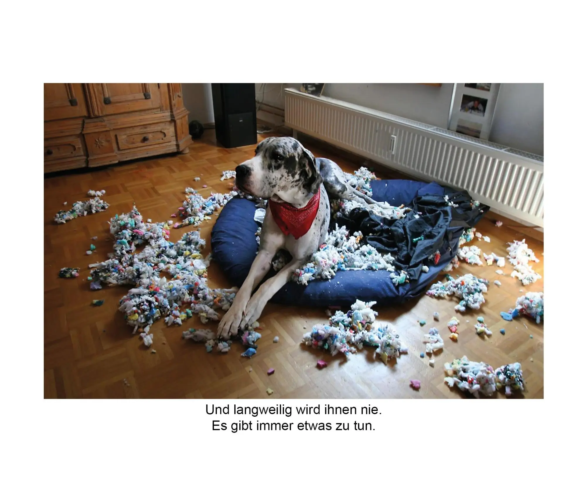 Bild: 9783832169138 | Der herabschauende Hund | 170 Hunde kommen an ihre Grenzen | Buch