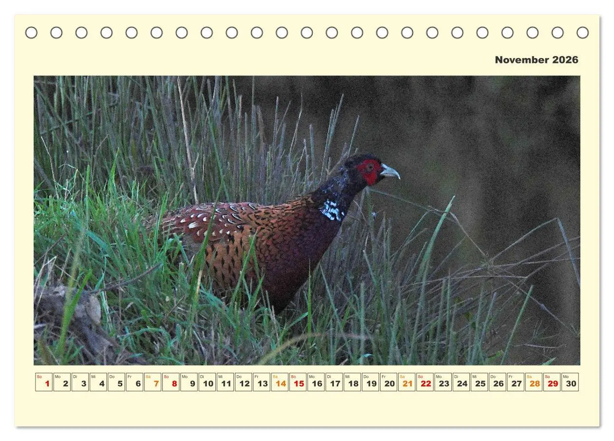 Bild: 9783457569238 | Tierwelt der Wümmeniederung (Tischkalender 2026 DIN A5 quer),...
