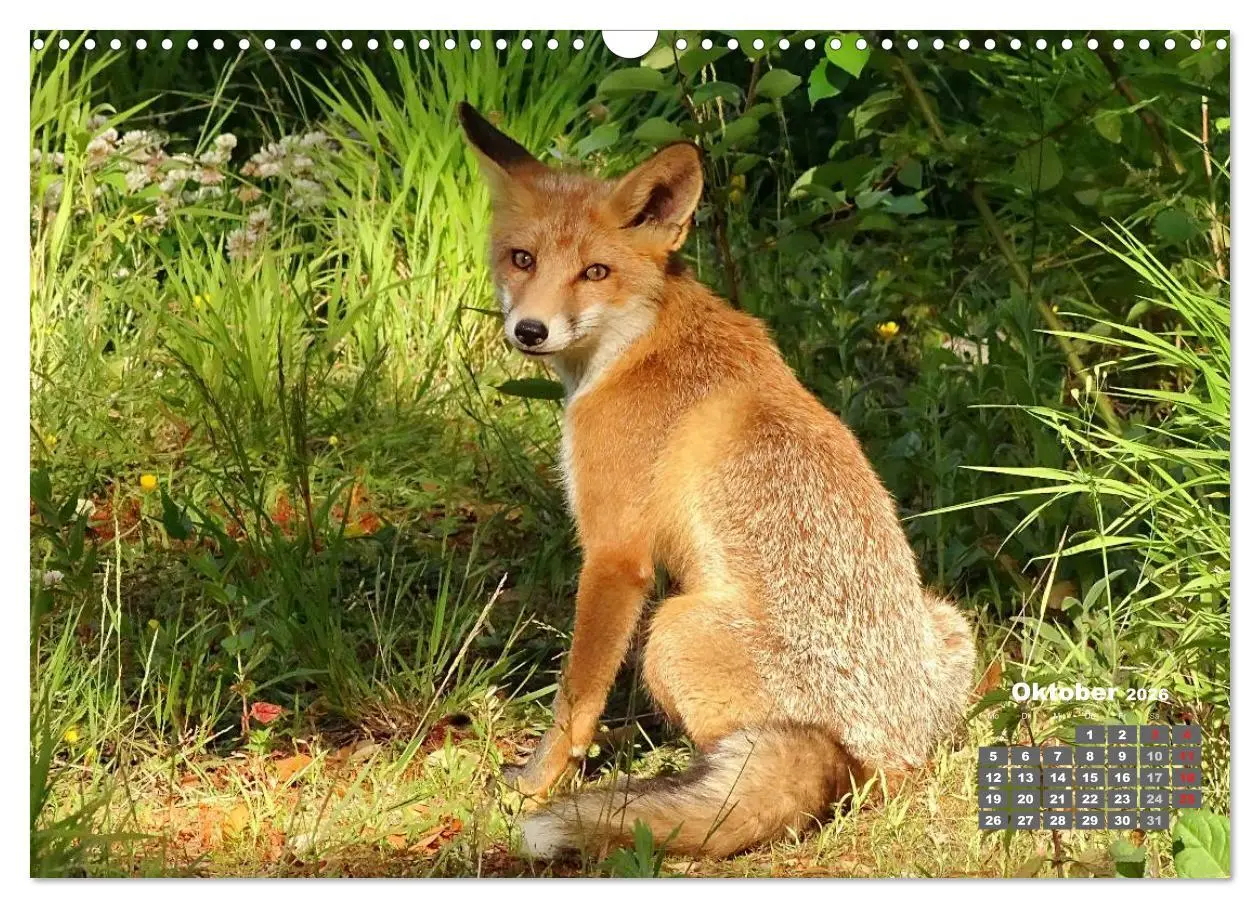 Bild: 9783457949238 | Familie Fuchs hautnah in Berlin (Wandkalender 2026 DIN A3 quer),...
