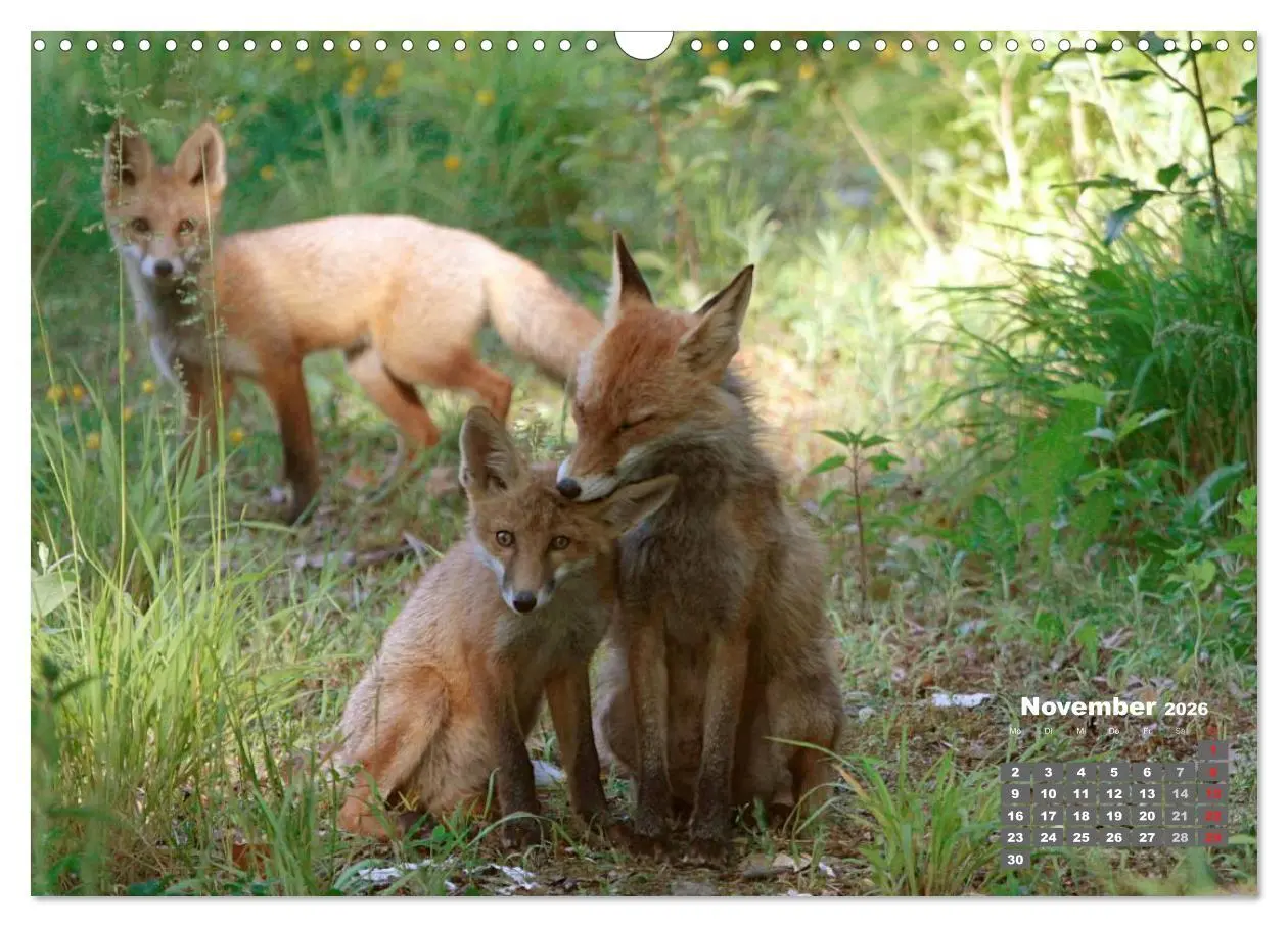 Bild: 9783457949238 | Familie Fuchs hautnah in Berlin (Wandkalender 2026 DIN A3 quer),...