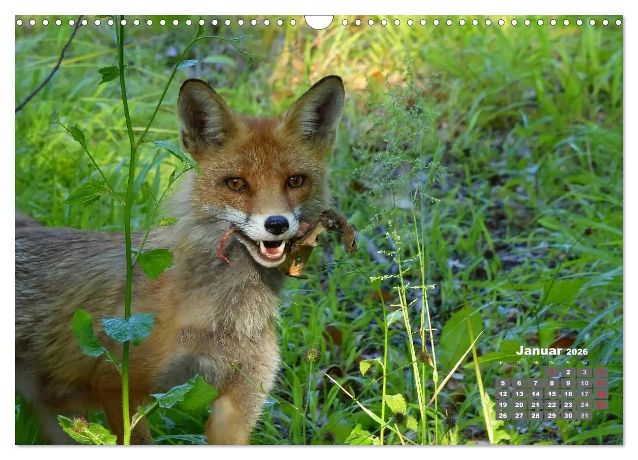 Bild: 9783457949238 | Familie Fuchs hautnah in Berlin (Wandkalender 2026 DIN A3 quer),...