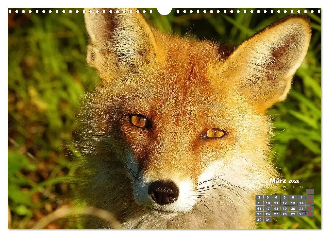 Bild: 9783457949238 | Familie Fuchs hautnah in Berlin (Wandkalender 2026 DIN A3 quer),...