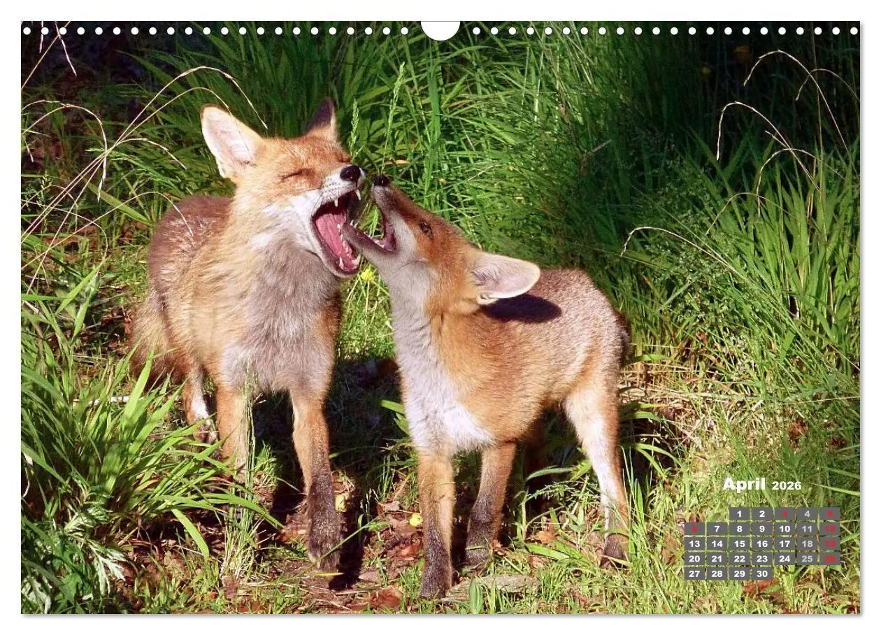 Bild: 9783457949238 | Familie Fuchs hautnah in Berlin (Wandkalender 2026 DIN A3 quer),...