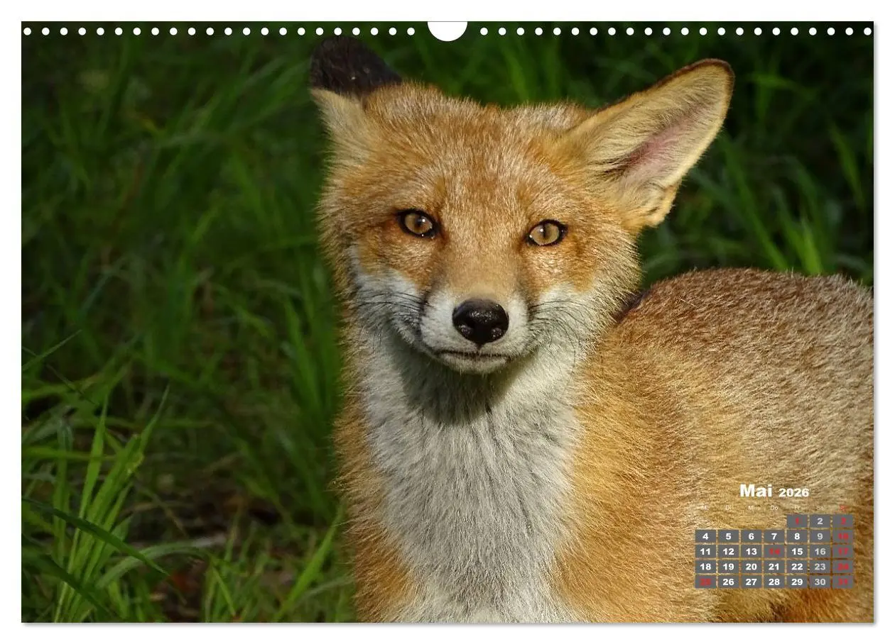Bild: 9783457949238 | Familie Fuchs hautnah in Berlin (Wandkalender 2026 DIN A3 quer),...