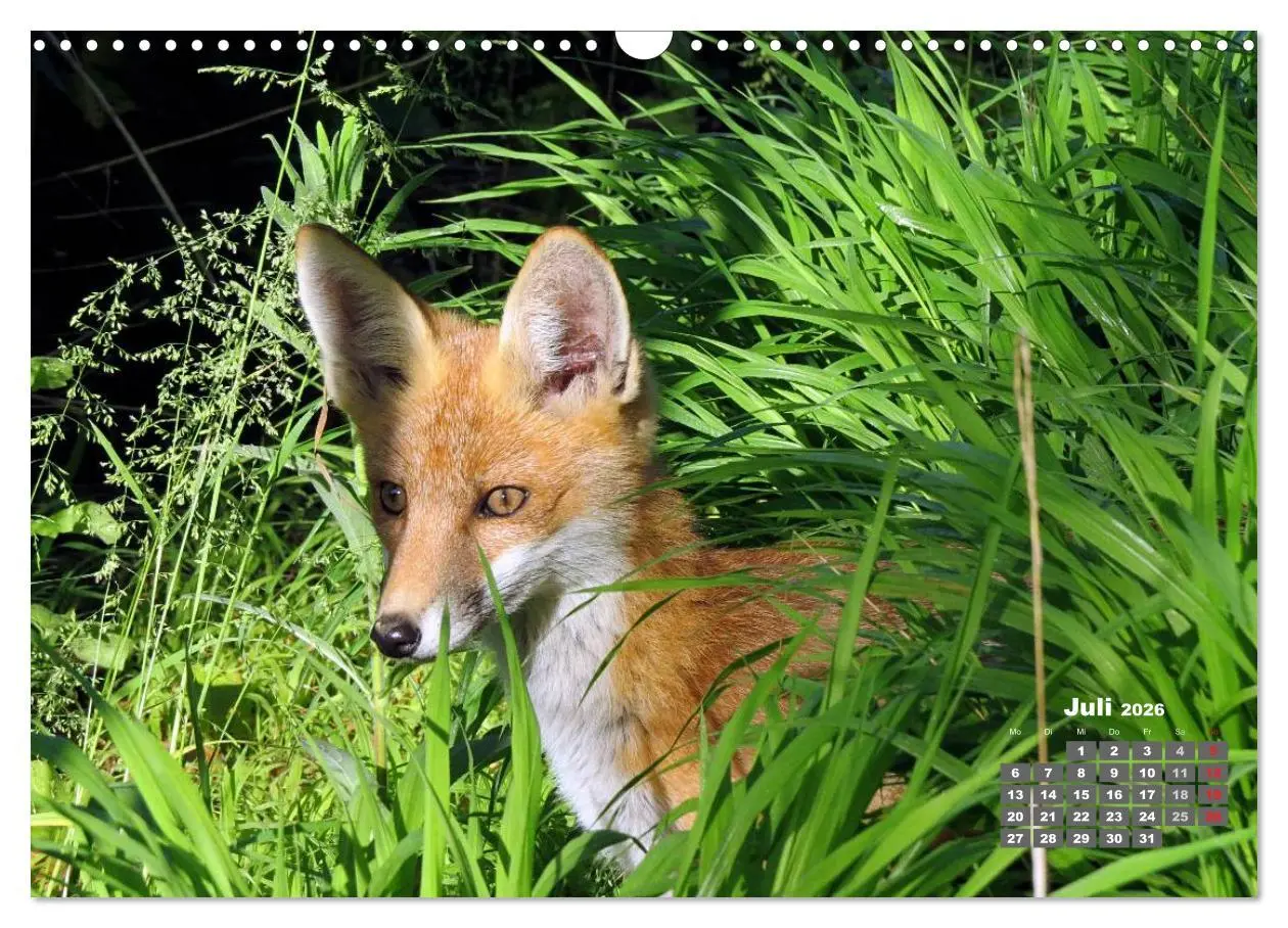 Bild: 9783457949238 | Familie Fuchs hautnah in Berlin (Wandkalender 2026 DIN A3 quer),...