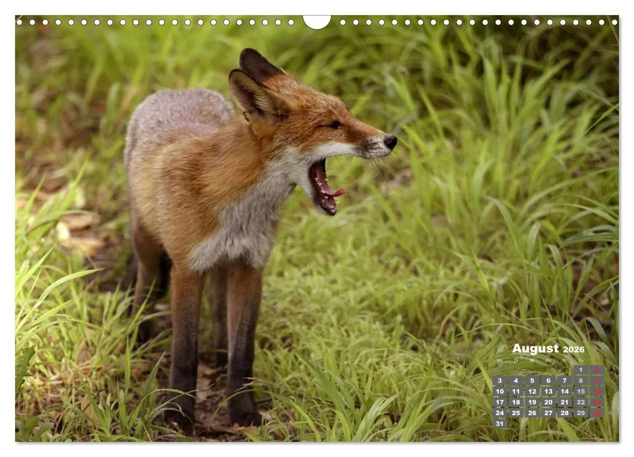 Bild: 9783457949238 | Familie Fuchs hautnah in Berlin (Wandkalender 2026 DIN A3 quer),...