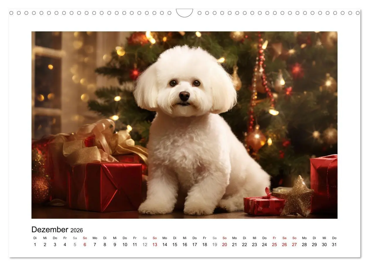 Bild: 9783457479438 | Bichon frisé, weiße Hündchen mit lockigem Haar (Wandkalender 2026...