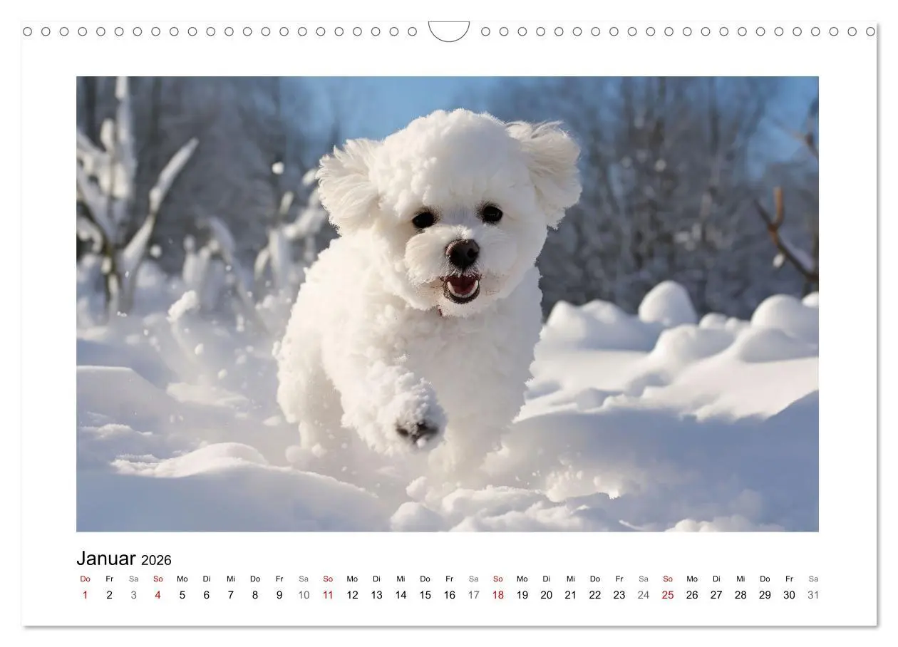 Bild: 9783457479438 | Bichon frisé, weiße Hündchen mit lockigem Haar (Wandkalender 2026...