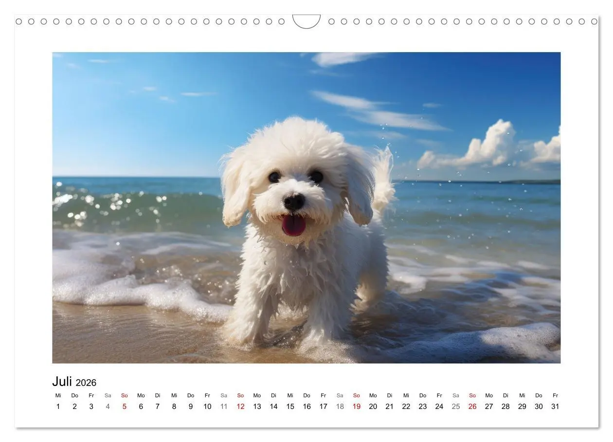 Bild: 9783457479438 | Bichon frisé, weiße Hündchen mit lockigem Haar (Wandkalender 2026...