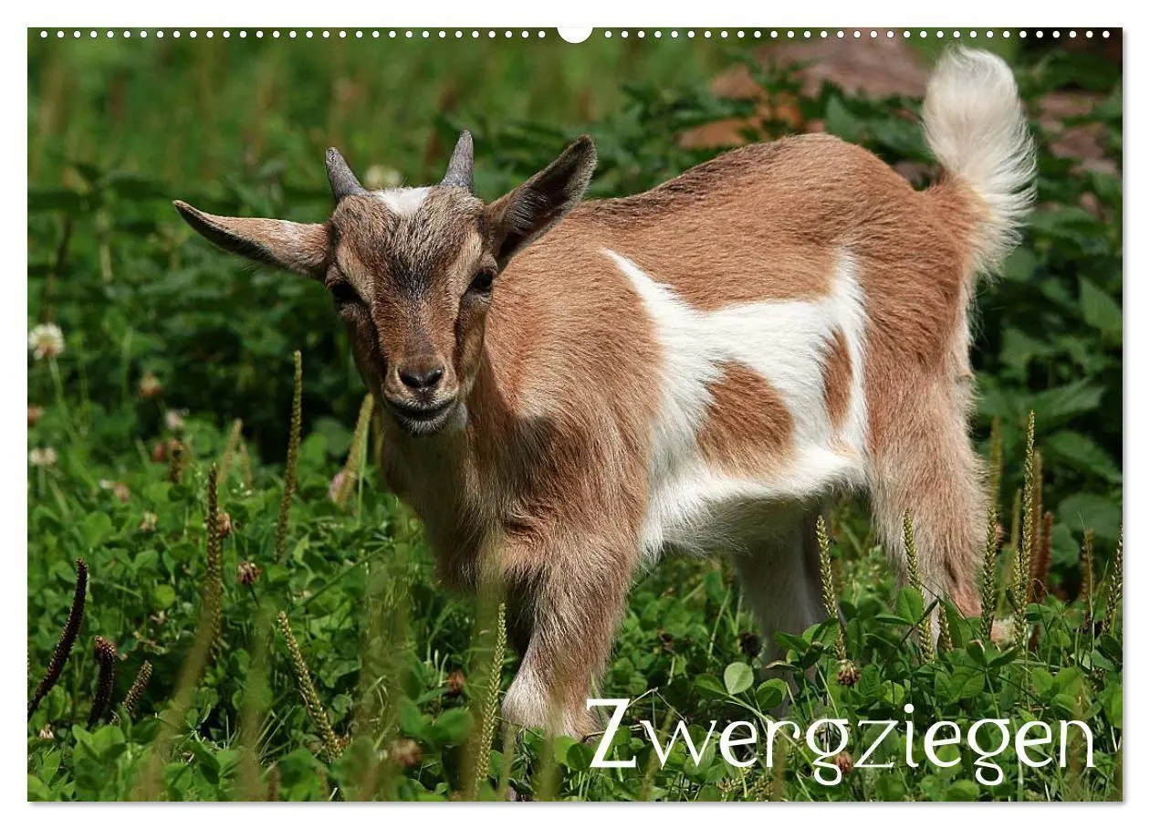 Cover: 9783516189438 | Zwergziegen (Wandkalender 2026 DIN A2 quer), CALVENDO Monatskalender