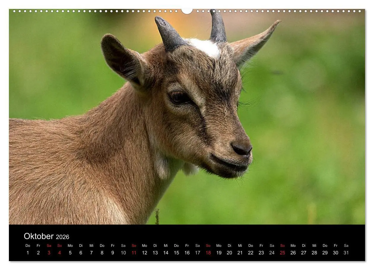 Bild: 9783516189438 | Zwergziegen (Wandkalender 2026 DIN A2 quer), CALVENDO Monatskalender