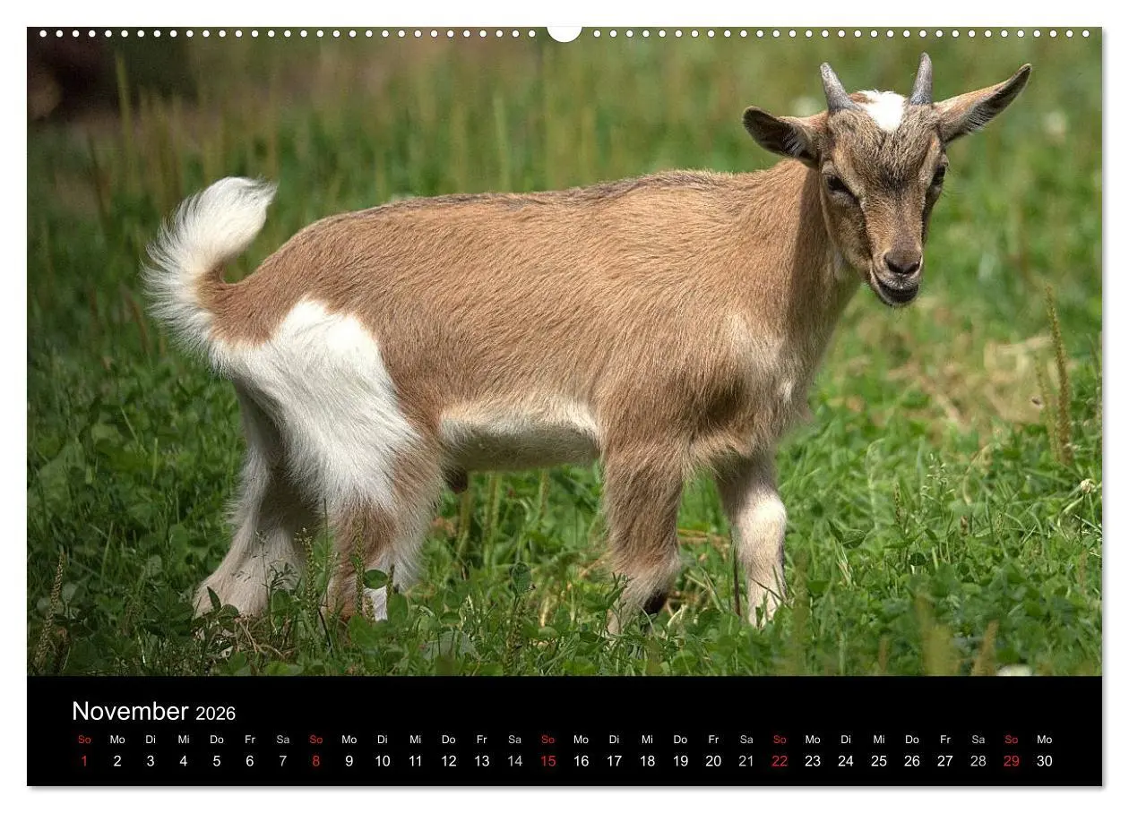Bild: 9783516189438 | Zwergziegen (Wandkalender 2026 DIN A2 quer), CALVENDO Monatskalender