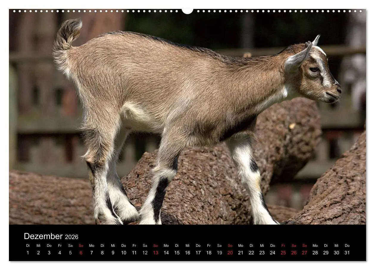 Bild: 9783516189438 | Zwergziegen (Wandkalender 2026 DIN A2 quer), CALVENDO Monatskalender