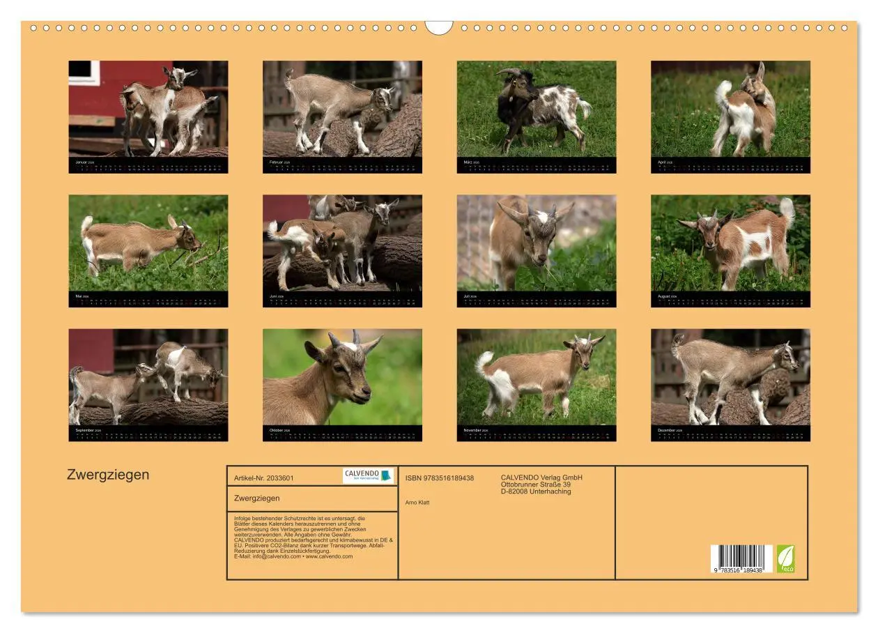 Bild: 9783516189438 | Zwergziegen (Wandkalender 2026 DIN A2 quer), CALVENDO Monatskalender