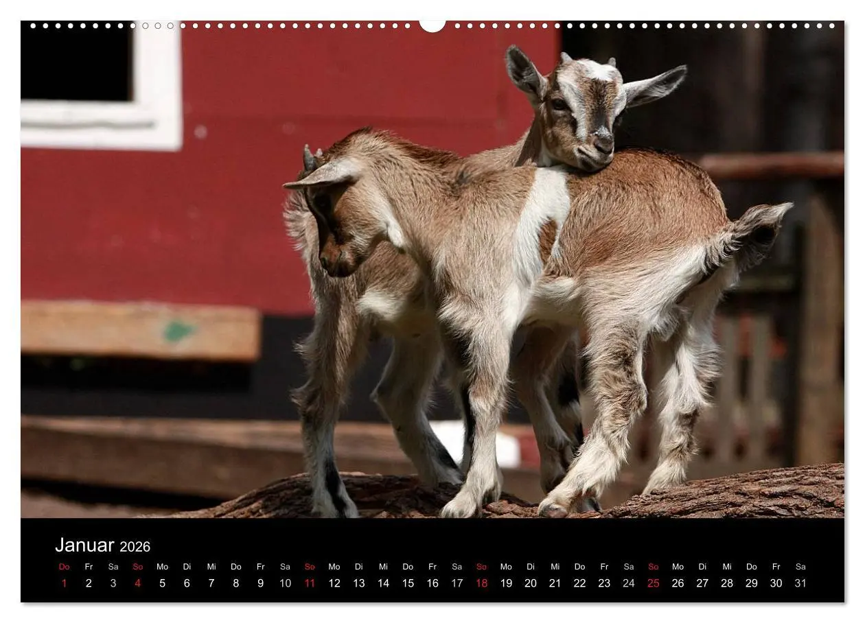 Bild: 9783516189438 | Zwergziegen (Wandkalender 2026 DIN A2 quer), CALVENDO Monatskalender