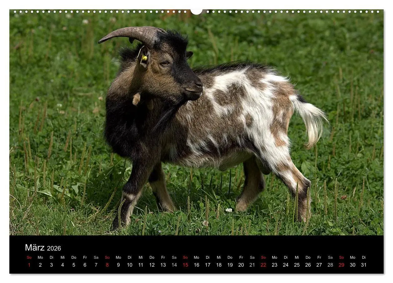 Bild: 9783516189438 | Zwergziegen (Wandkalender 2026 DIN A2 quer), CALVENDO Monatskalender