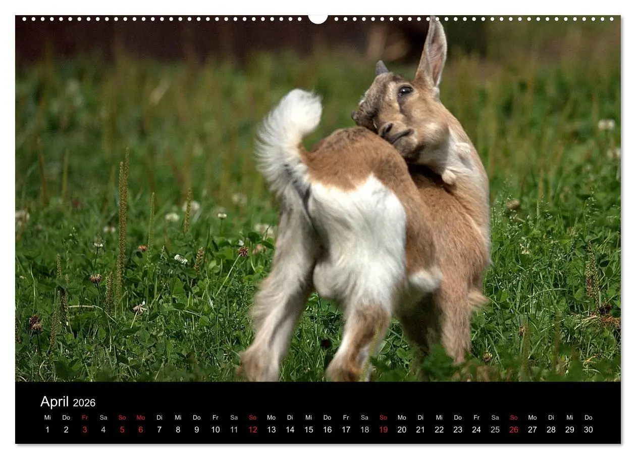 Bild: 9783516189438 | Zwergziegen (Wandkalender 2026 DIN A2 quer), CALVENDO Monatskalender