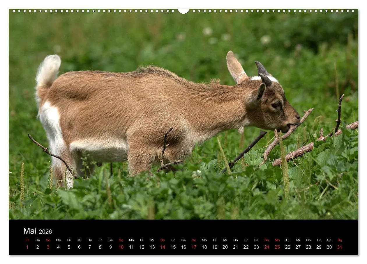 Bild: 9783516189438 | Zwergziegen (Wandkalender 2026 DIN A2 quer), CALVENDO Monatskalender