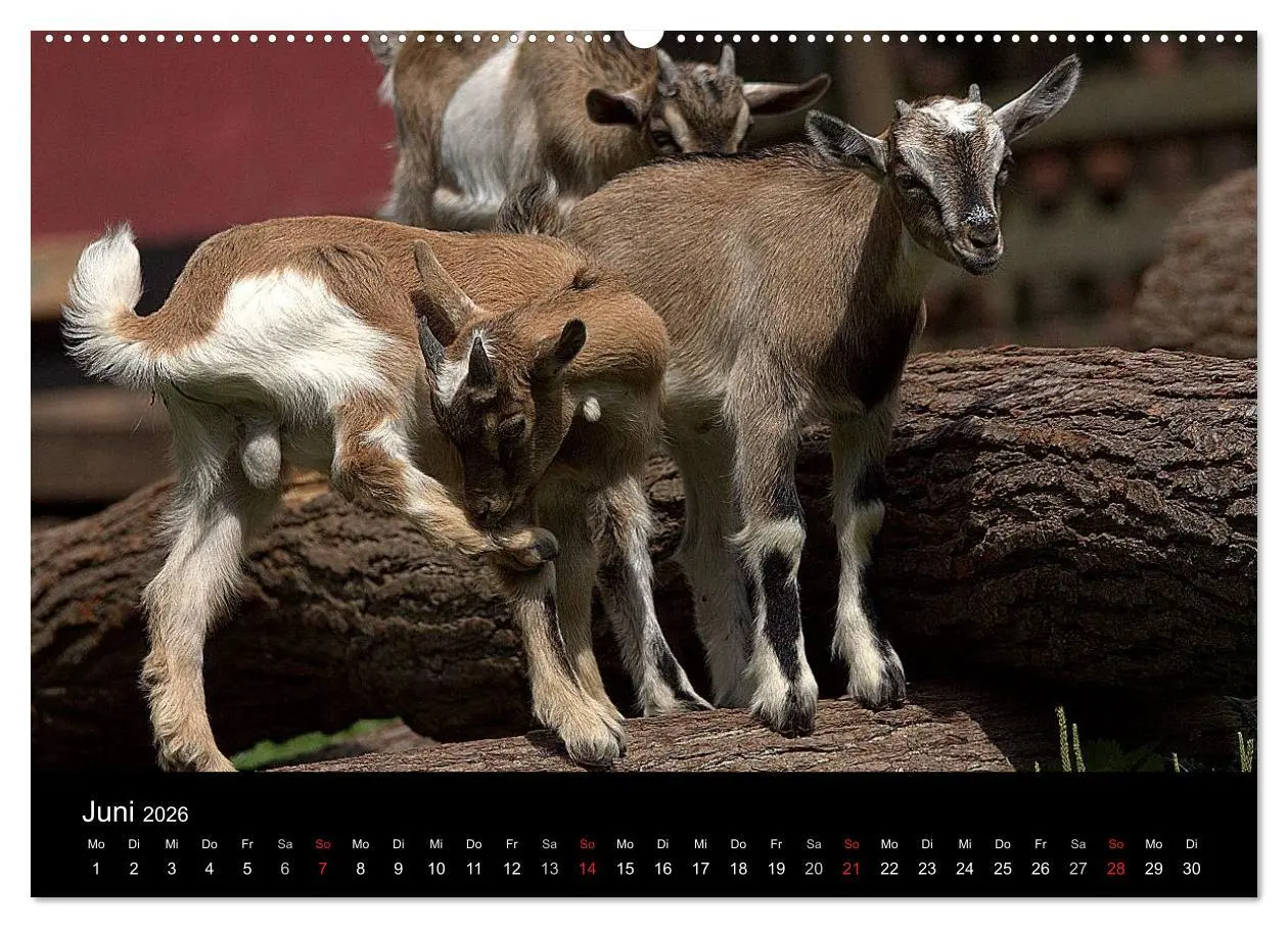 Bild: 9783516189438 | Zwergziegen (Wandkalender 2026 DIN A2 quer), CALVENDO Monatskalender