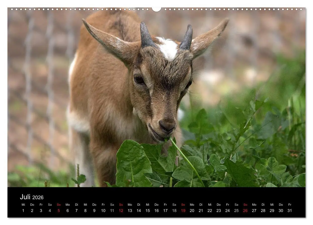 Bild: 9783516189438 | Zwergziegen (Wandkalender 2026 DIN A2 quer), CALVENDO Monatskalender