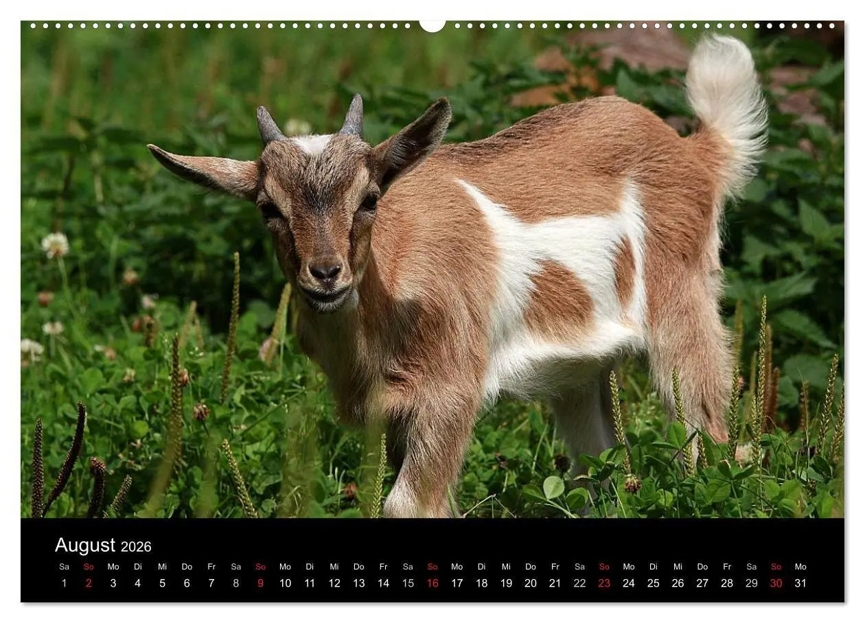 Bild: 9783516189438 | Zwergziegen (Wandkalender 2026 DIN A2 quer), CALVENDO Monatskalender