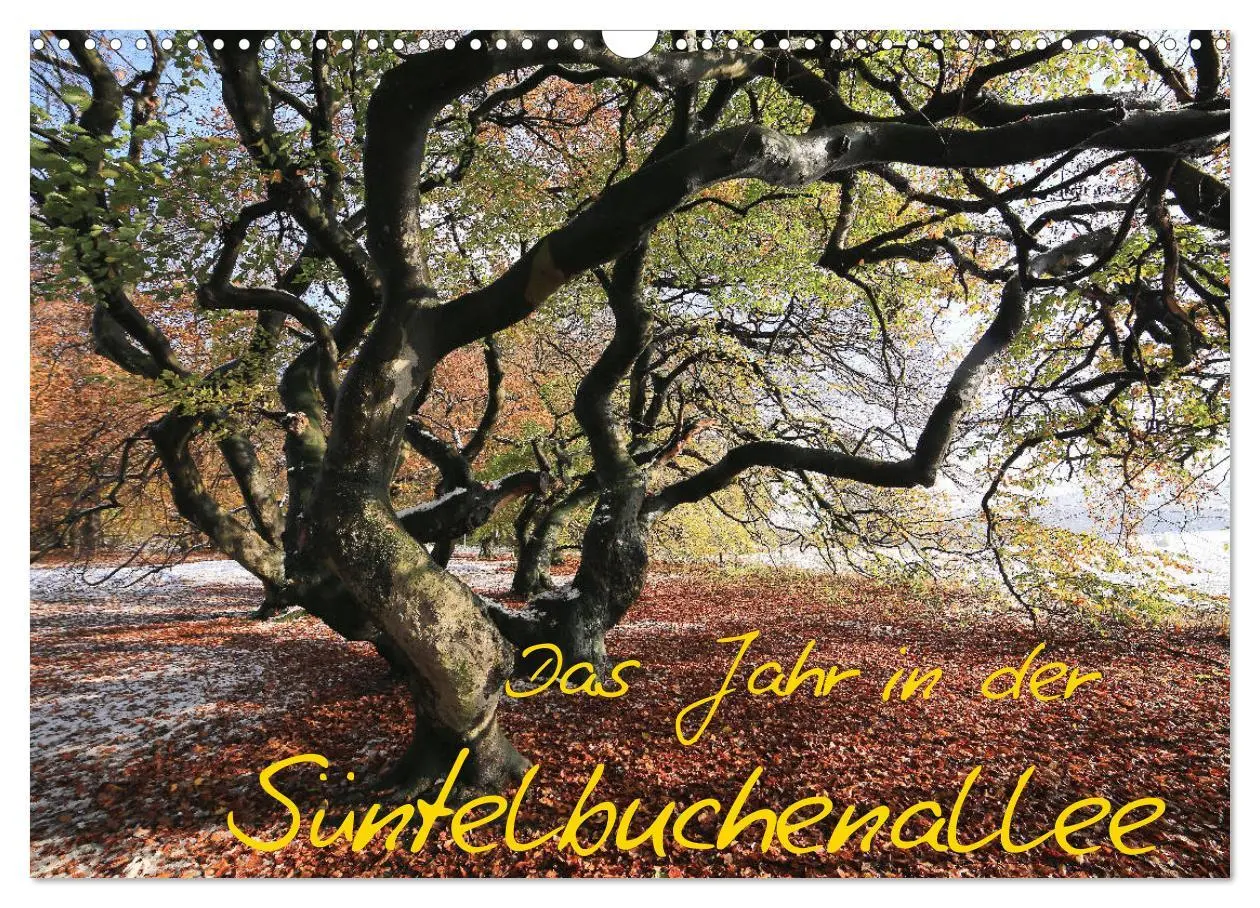 Cover: 9783457849538 | Das Jahr in der Süntelbuchenallee (Wandkalender 2026 DIN A3 quer),...