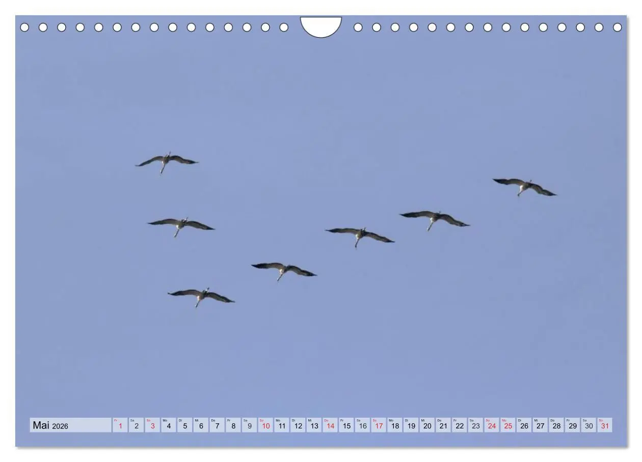 Bild: 9783516009538 | Kraniche auf dem Weg nach Süden (Wandkalender 2026 DIN A4 quer),...