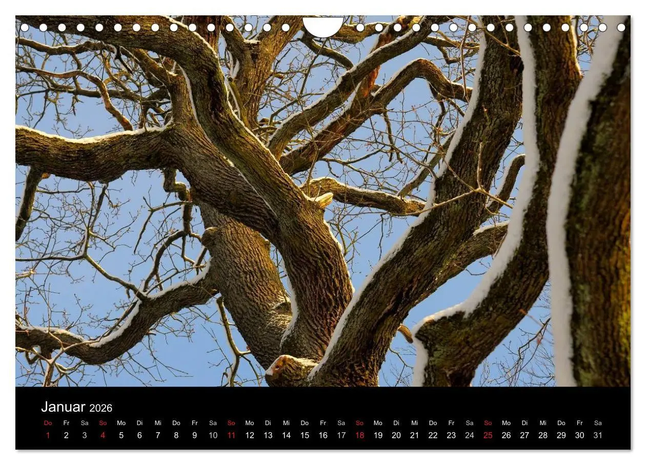 Bild: 9783516179538 | Bäume 2026 (Wandkalender 2026 DIN A4 quer), CALVENDO Monatskalender