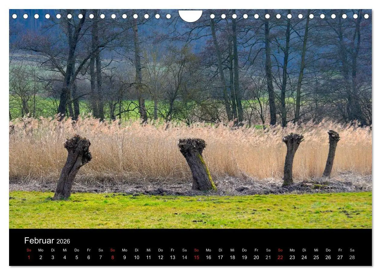 Bild: 9783516179538 | Bäume 2026 (Wandkalender 2026 DIN A4 quer), CALVENDO Monatskalender
