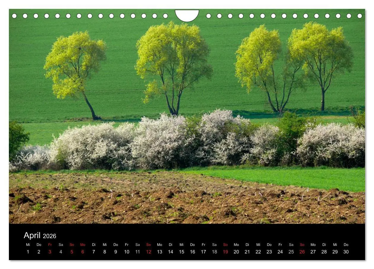 Bild: 9783516179538 | Bäume 2026 (Wandkalender 2026 DIN A4 quer), CALVENDO Monatskalender