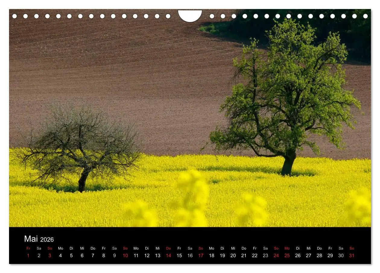 Bild: 9783516179538 | Bäume 2026 (Wandkalender 2026 DIN A4 quer), CALVENDO Monatskalender