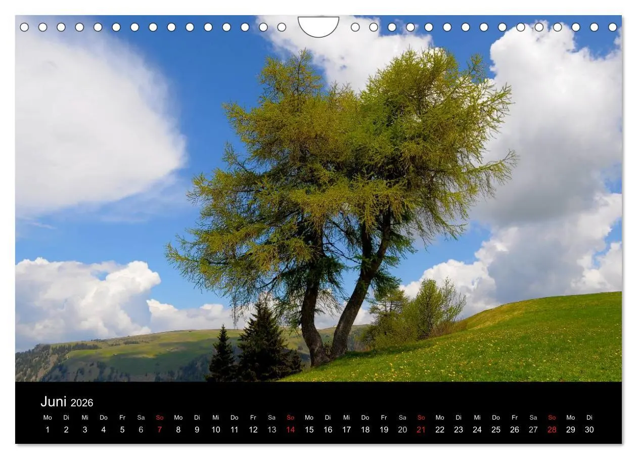 Bild: 9783516179538 | Bäume 2026 (Wandkalender 2026 DIN A4 quer), CALVENDO Monatskalender