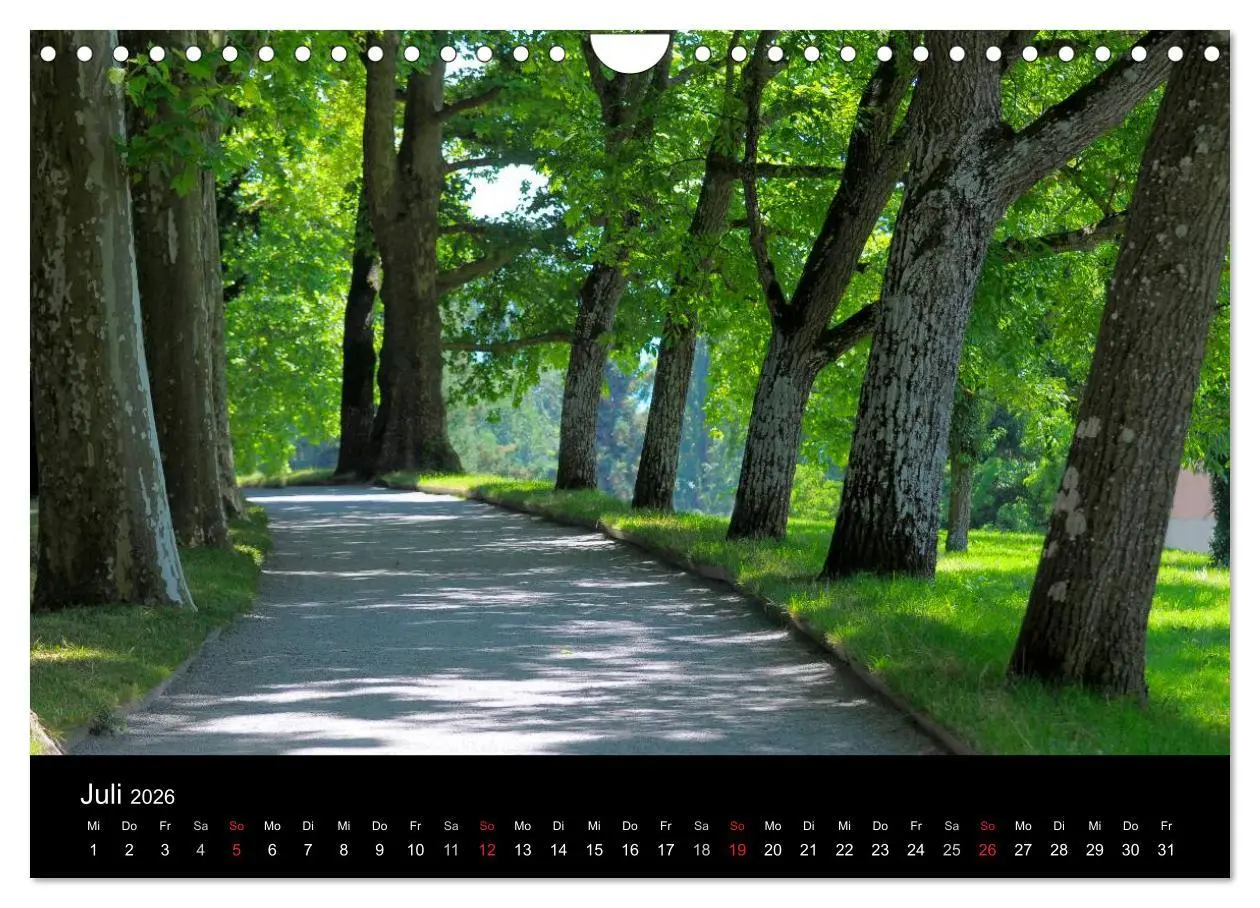 Bild: 9783516179538 | Bäume 2026 (Wandkalender 2026 DIN A4 quer), CALVENDO Monatskalender