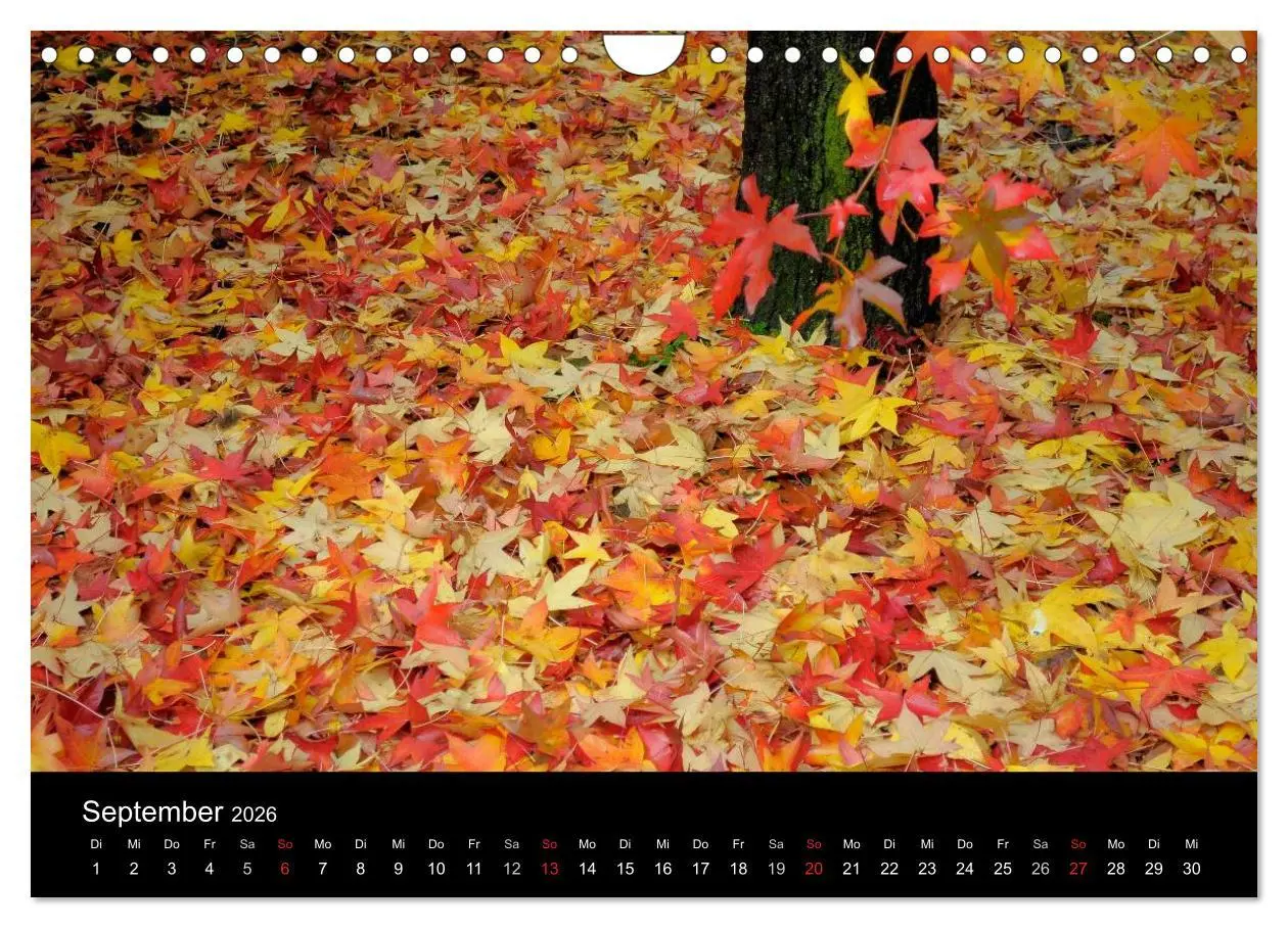 Bild: 9783516179538 | Bäume 2026 (Wandkalender 2026 DIN A4 quer), CALVENDO Monatskalender