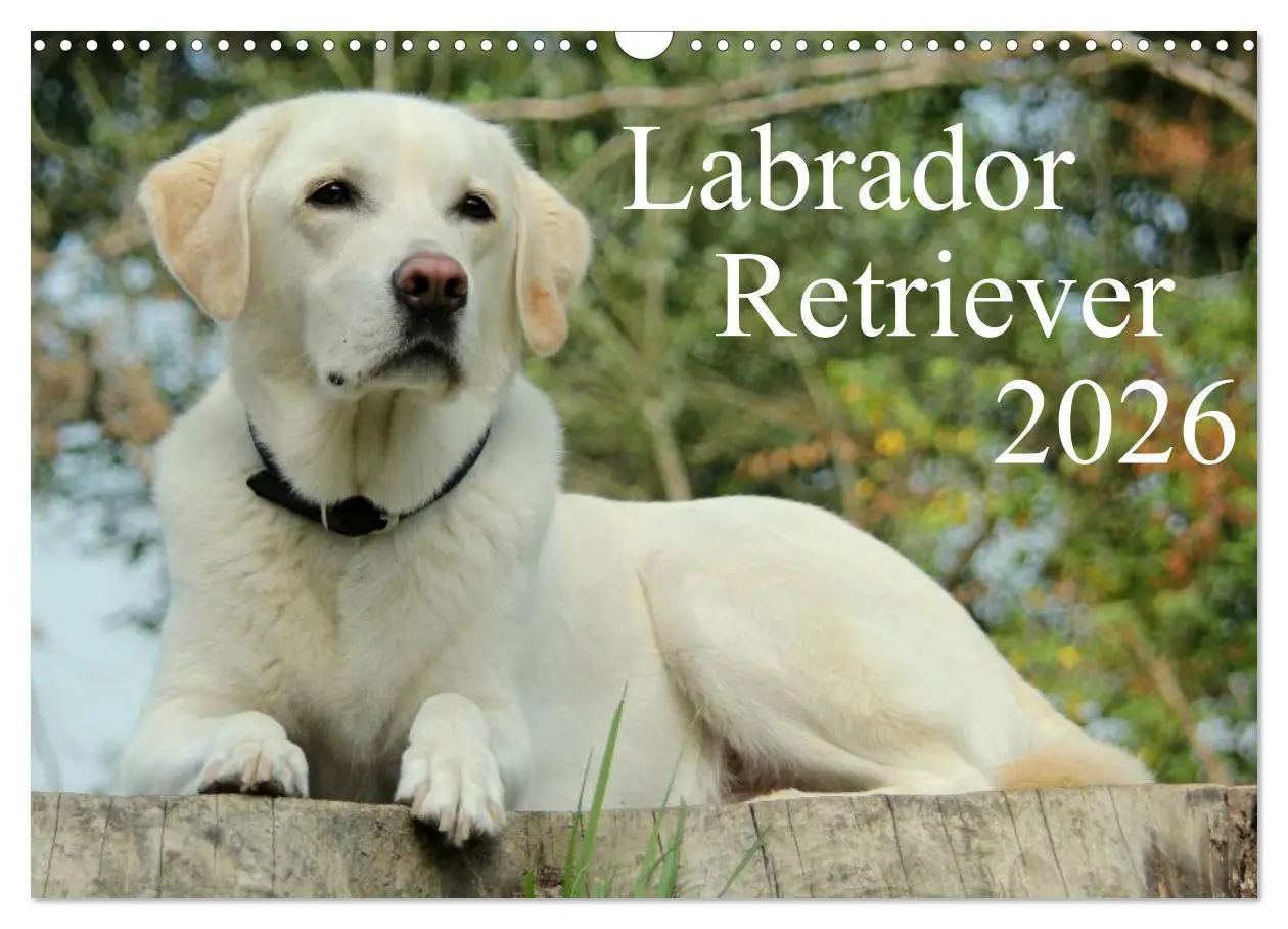 Cover: 9783516159738 | Labrador Retriever 2026 (Wandkalender 2026 DIN A3 quer), CALVENDO...