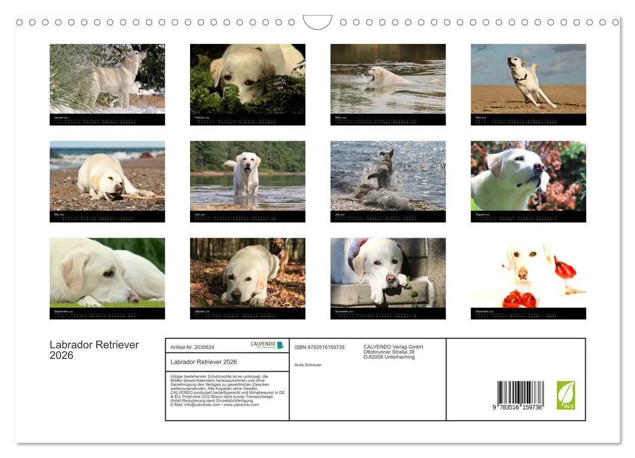 Bild: 9783516159738 | Labrador Retriever 2026 (Wandkalender 2026 DIN A3 quer), CALVENDO...