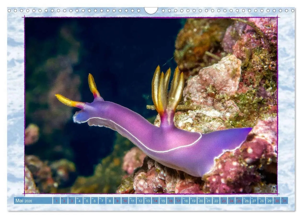 Bild: 9783457749838 | Farbenpracht unter Wasser (Wandkalender 2026 DIN A3 quer), CALVENDO...