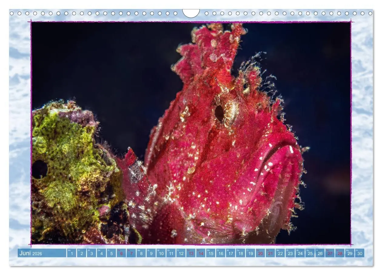Bild: 9783457749838 | Farbenpracht unter Wasser (Wandkalender 2026 DIN A3 quer), CALVENDO...