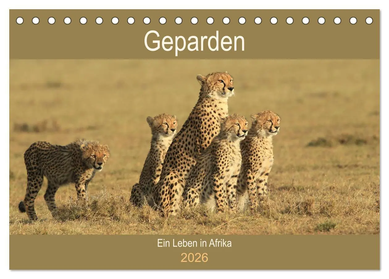 Cover: 9783457989838 | Geparden - Ein Leben in Afrika (Tischkalender 2026 DIN A5 quer),...