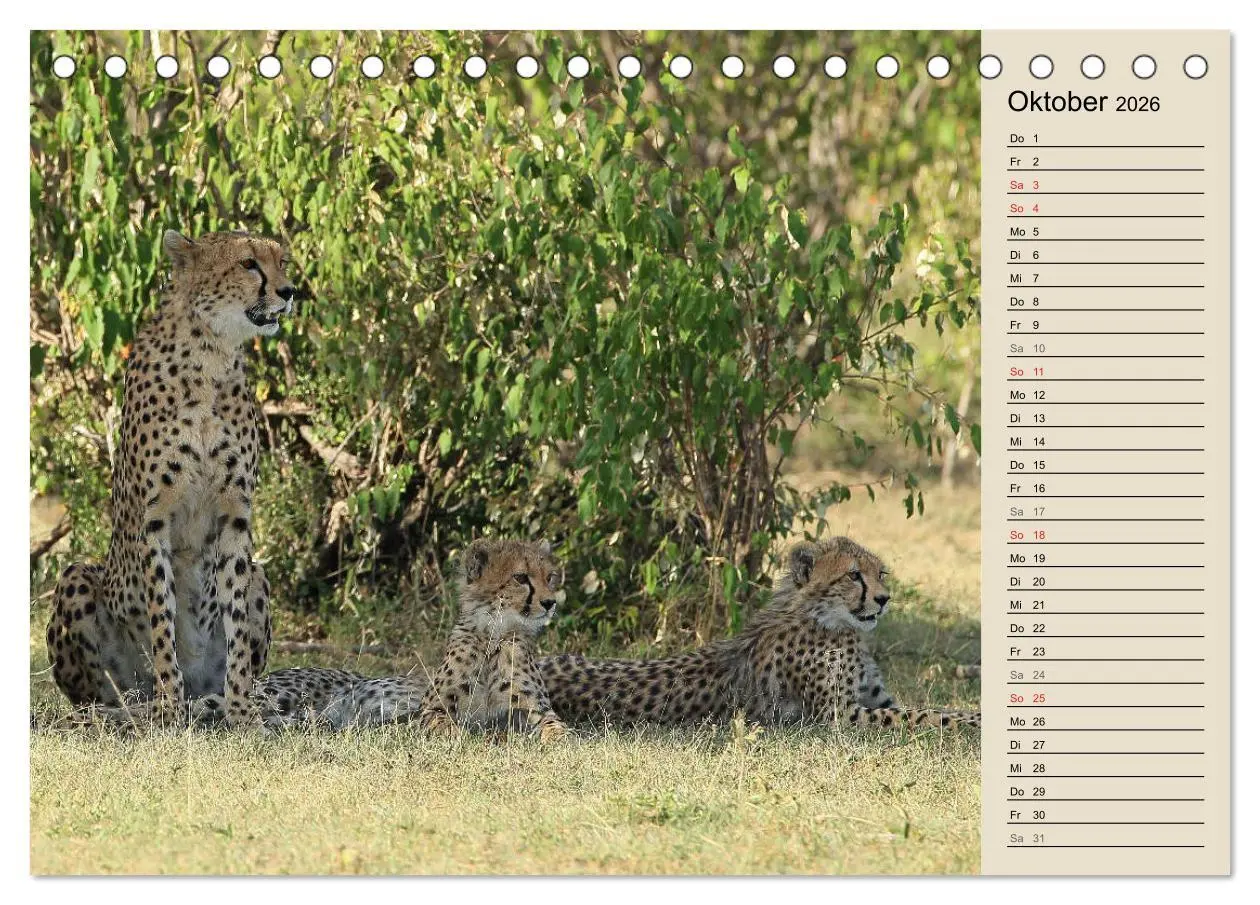 Bild: 9783457989838 | Geparden - Ein Leben in Afrika (Tischkalender 2026 DIN A5 quer),...