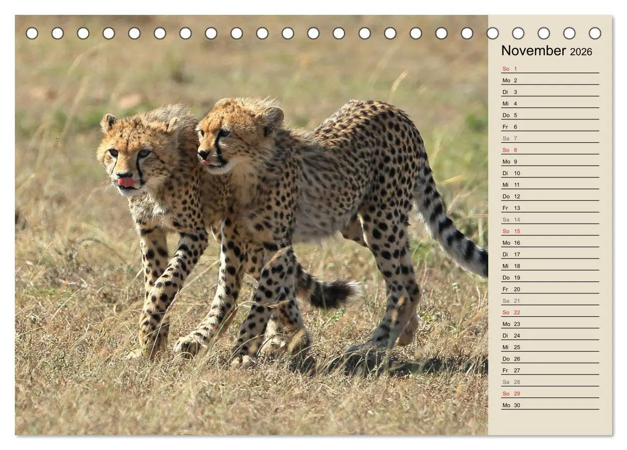 Bild: 9783457989838 | Geparden - Ein Leben in Afrika (Tischkalender 2026 DIN A5 quer),...