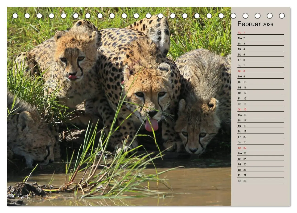 Bild: 9783457989838 | Geparden - Ein Leben in Afrika (Tischkalender 2026 DIN A5 quer),...