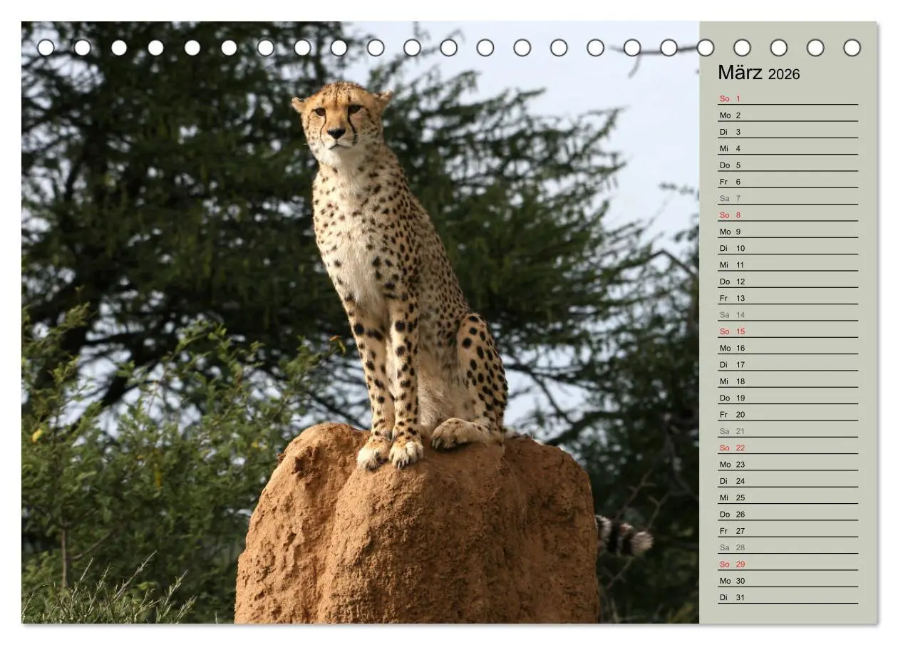 Bild: 9783457989838 | Geparden - Ein Leben in Afrika (Tischkalender 2026 DIN A5 quer),...