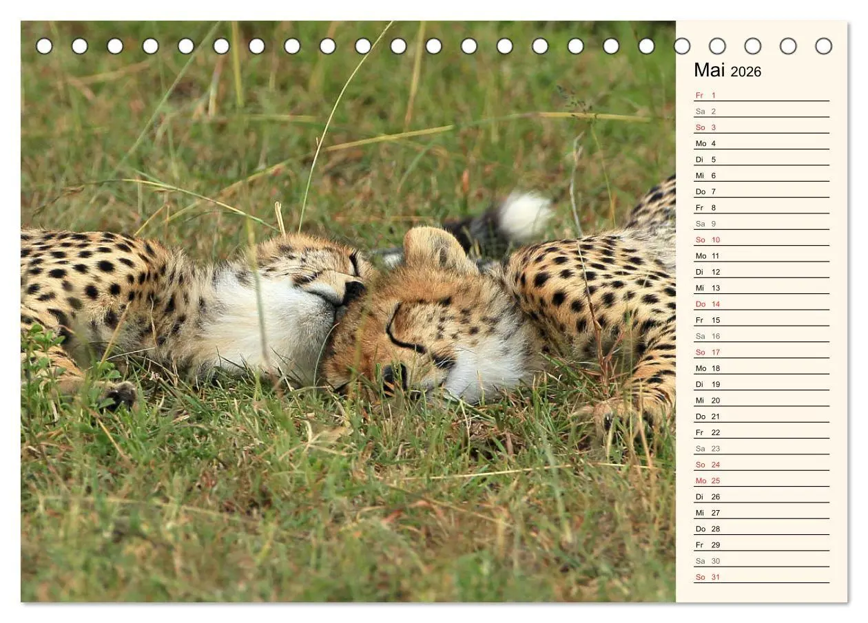 Bild: 9783457989838 | Geparden - Ein Leben in Afrika (Tischkalender 2026 DIN A5 quer),...